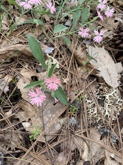 Silene hookeri