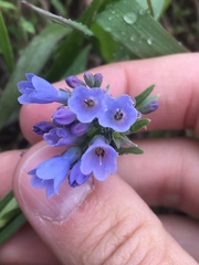 Mertensia lanceolata
