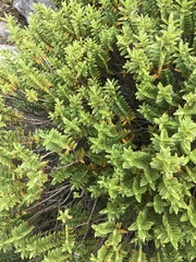 Veronica albicans