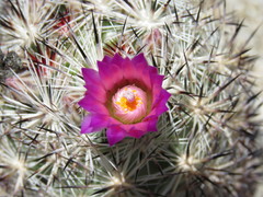 Escobaria alversonii