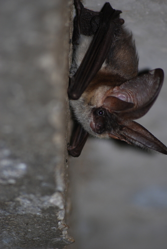 Gray Big-eared Bat