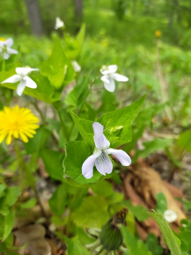 Image of Viola acuminata by no rights reserved