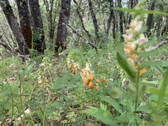 Lathyrus sulphureus