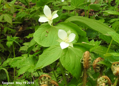 Trillium camschatcense