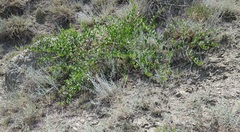 Capparis spinosa herbacea
