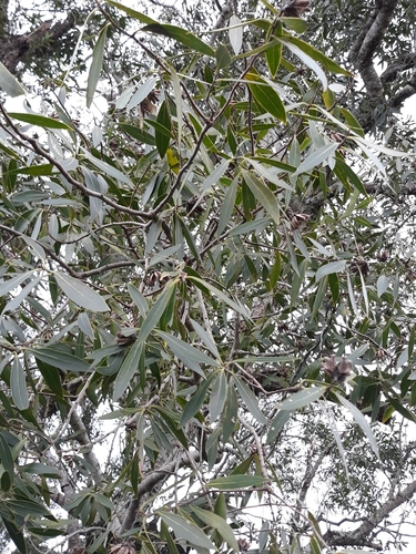 Image of Quillaja lancifolia by (c) Edson Luis Fabro Gasperin, some rights reserved (CC BY-SA)