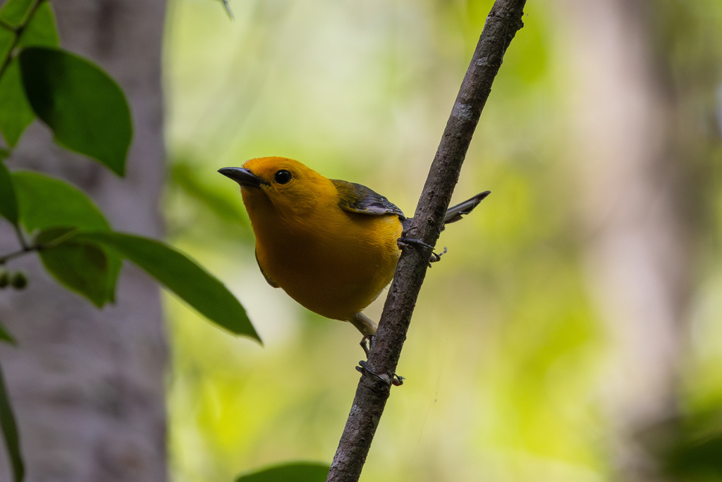 Prothonotary Warbler from Jones Lake, Elizabethtown, NC on June 10 ...