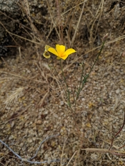 Eschscholzia minutiflora