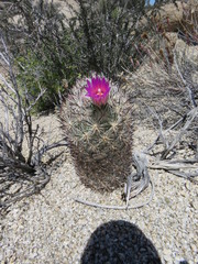 Escobaria alversonii