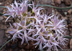 Allium anceps