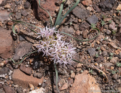 Allium anceps