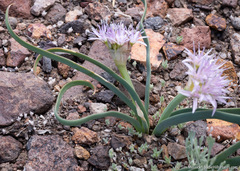 Allium anceps