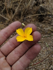 Eschscholzia minutiflora