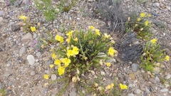 Oenothera lavandulifolia