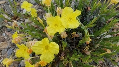 Oenothera lavandulifolia