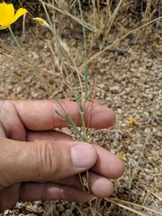 Eschscholzia minutiflora