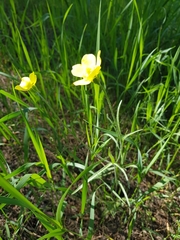 Ranunculus illyricus