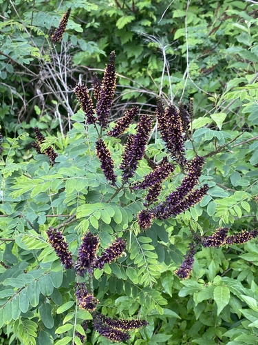 Amorpha fruticosa