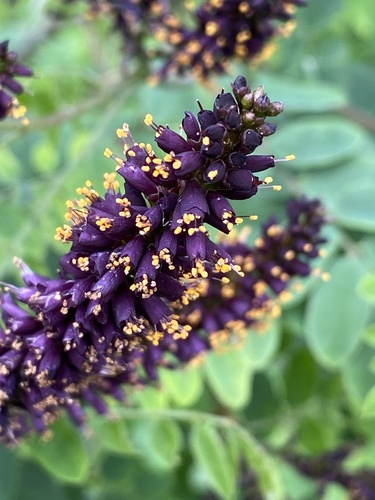 false indigo bush