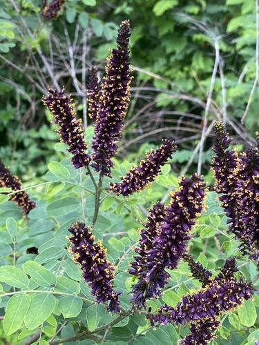 Amorpha fruticosa