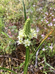 Toxicoscordion venenosum