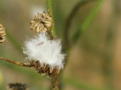 Angiospermae