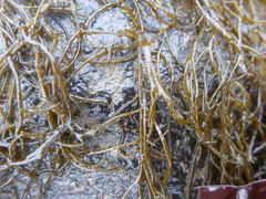 Gracilariopsis