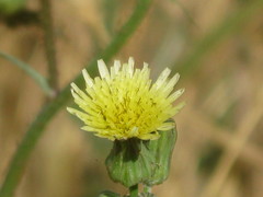 Angiospermae