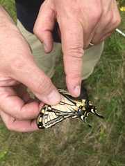 Papilio appalachiensis