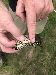 Papilio appalachiensis