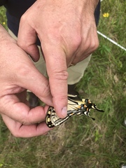 Papilio appalachiensis