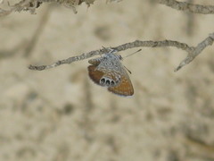 Brephidium exilis