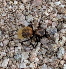 Dasymutilla magnifica