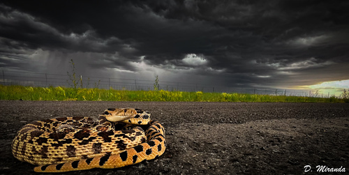 Sonoran Gopher Snake photographed in New Mexico
