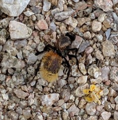 Dasymutilla magnifica