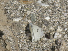 Pontia protodice