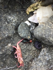 Endeodes collaris