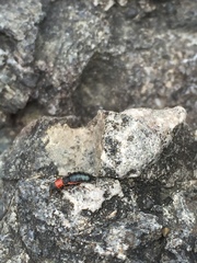 Endeodes collaris