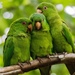 Socorro Parakeet - Photo (c) world_lineage, some rights reserved (CC BY-NC), uploaded by world_lineage