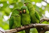 New World and African Parrots - Photo (c) world_lineage, some rights reserved (CC BY-NC), uploaded by world_lineage
