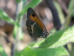 Pyronia bathseba