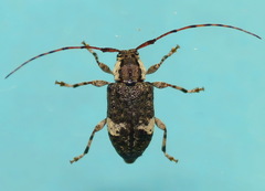 Astylopsis macula