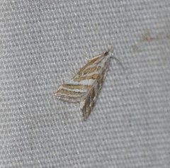 Leptosteges parthenialis