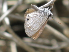 Leptotes marina