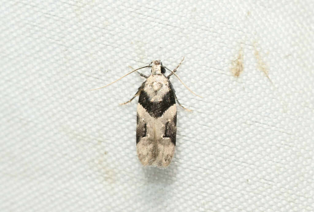Telphusa nephomicta