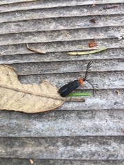 Pterotus obscuripennis