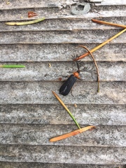 Pterotus obscuripennis