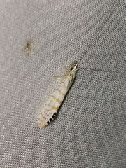 Nectopsyche exquisita