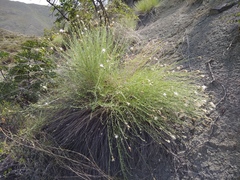 Psephellus ruprechtii