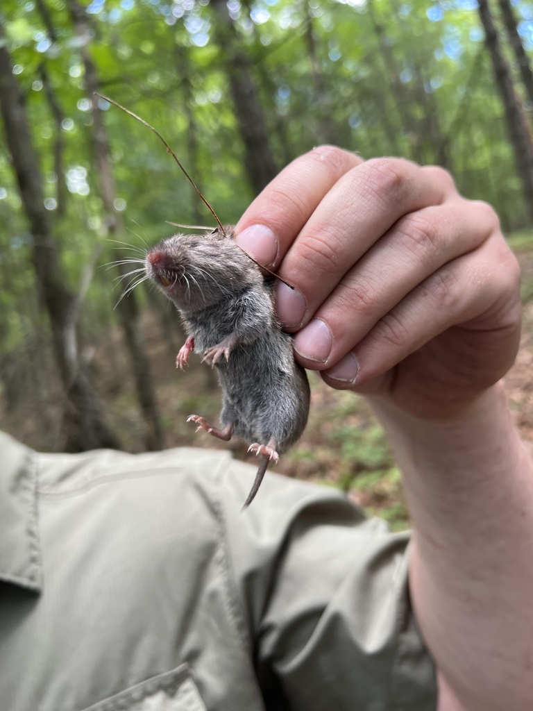 Woodland Vole from George Washington & Jefferson National Forests ...